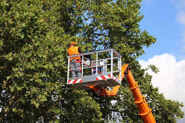 Best Palm Tree Trimming  in Merrick, NY