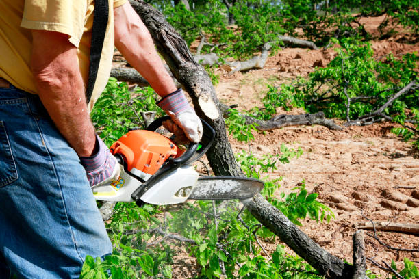 Best Lawn Mowing  in Merrick, NY
